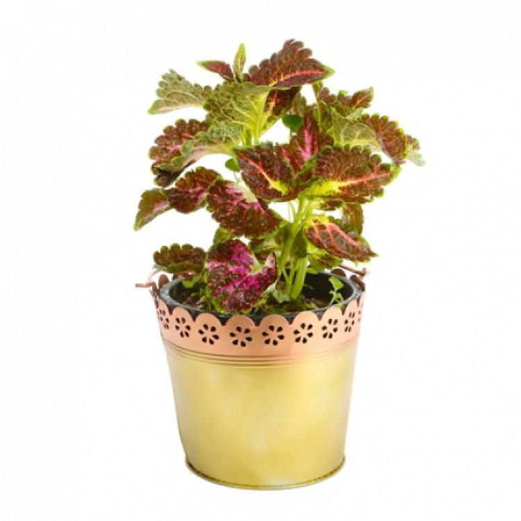 Vibrant Coleus