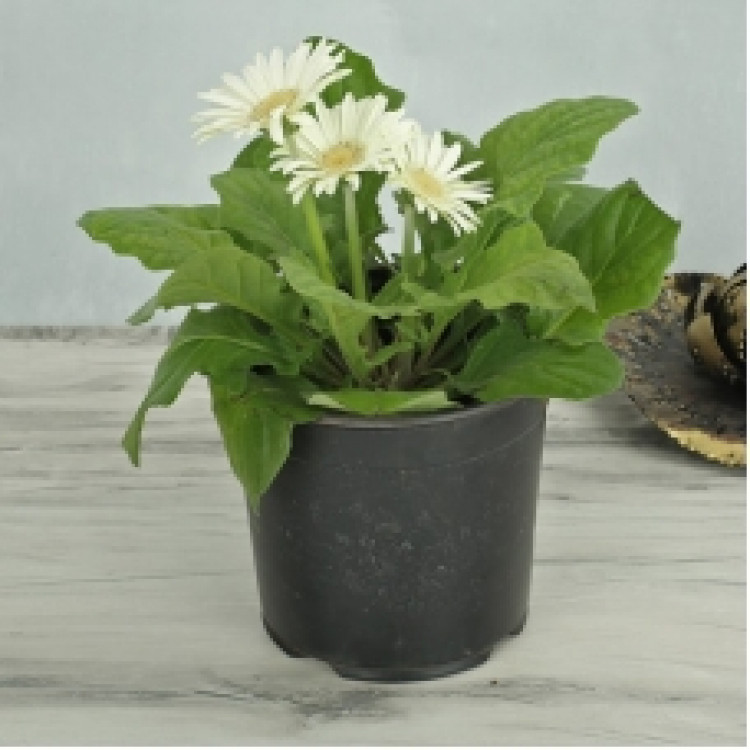 White Gerbera Plant