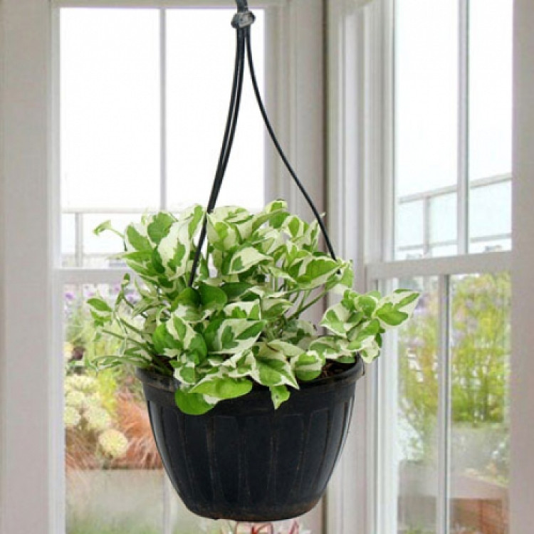 White Pothos Plant