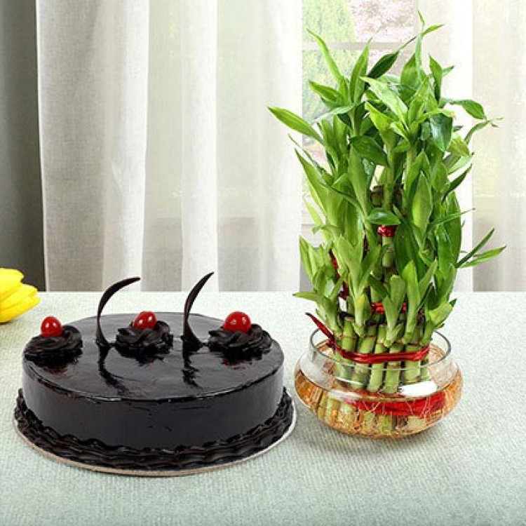 Truffle Cake N Three Layer Bamboo