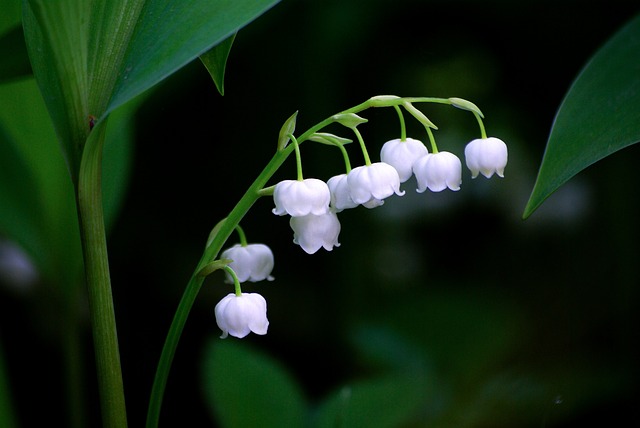 A List Of World S Deadliest Flowers